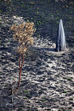 Termite Mounds  Ubirr 